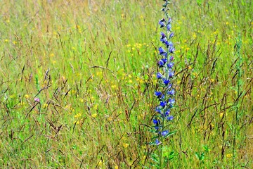 Landscape of summer field from blue flower
