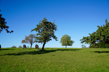 Horses on a meadow