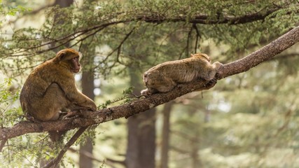 two monkey macaque relaxing on a tree