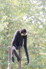 Black macaque