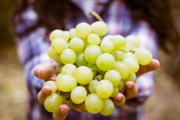 Grapes harvesting. Female farmer hands holding a freshly harvested grape.