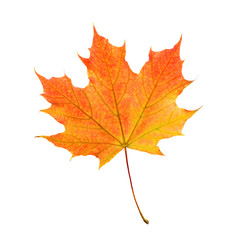 Fototapeta na wymiar Isolated Maple Leaf. Fall Symbol