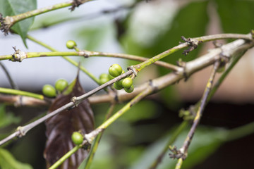 Coffe tree with leaves and white flowers close up