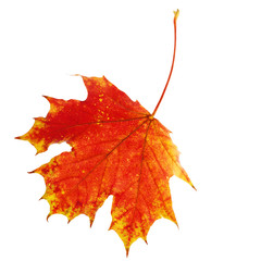 Autumn Maple Leaf Isolated on White