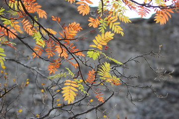 kolorowe jesienne liście jarzębiny Islandia