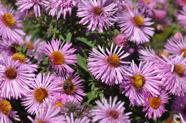 Herbstaster