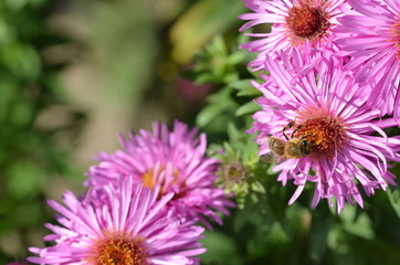 Biene auf Nektarsuche