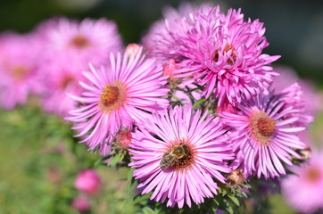 Obraz premium Herbstaster - Blüten