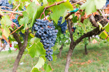 Fototapeta premium time of grape harvest
