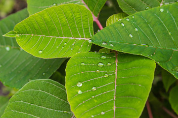 the leaves green