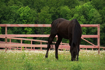 Вороная лошадь пасётся