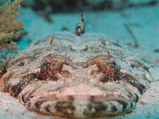 crocodile fish closeup 
