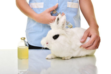 belle vétérinaire levant et en examinant lapin  mignon