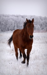 Лошадь бежит по снегу