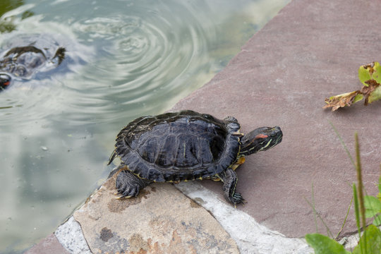 Wet freshwater turtle crawled out of the pond on rock