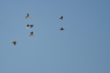 Fototapeta premium Stado sandpipers latające w błękitne niebo