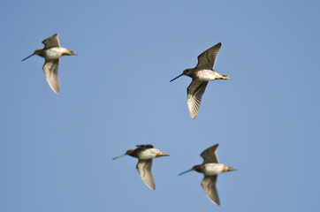 Flock of Sandpipers Flying in a Blue Sky