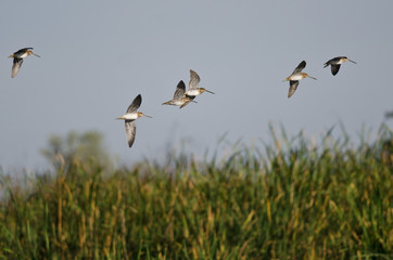 Flock of Sandpipers Flying Low Over the Marsh