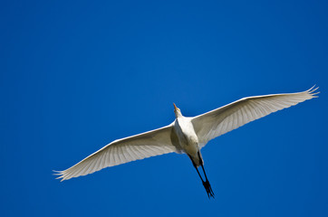 Great Egret Flying in a Blue Sky