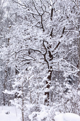 oak in a winter forest