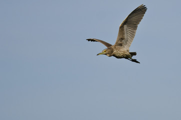  Immature Black-Crowned Night Heron Flying in a Blue Sky