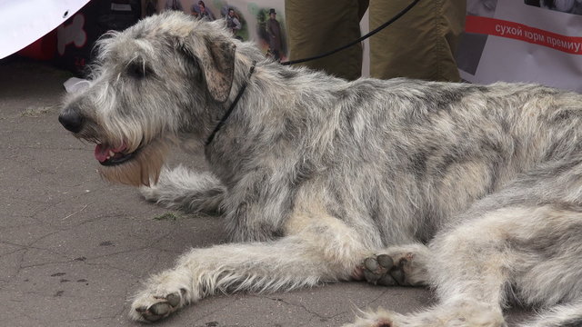 Irish wolfhound. Breed greyhounds. 4K.