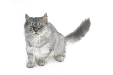 Fototapeta na wymiar grey persian cat