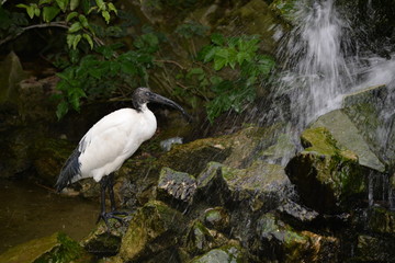 Ibis sacré