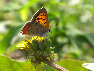 butterfly in the morning sunshine #6