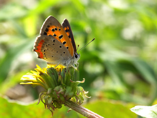 Fototapeta na wymiar butterfly in the morning sunshine #4