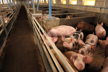 Pigs