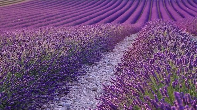 Lavender field in the summer in Valensole.Provence,France.