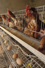 chicken factory eggs © Curto