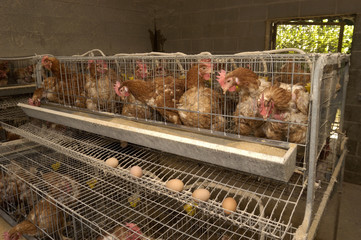 Chicken factory eggs, © Curto