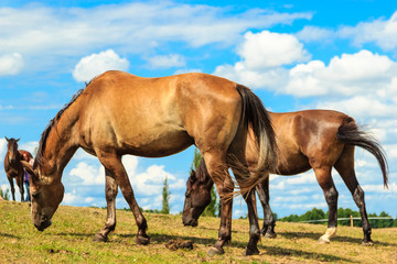 Majestic graceful brown horses in meadow.