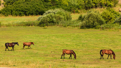 Naklejka na ściany i meble Majestic graceful brown horses in meadow.