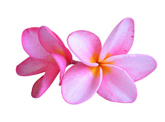 Obraz premium Frangipani flower isolated on white
