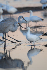 Obraz premium Bosque Del Apache