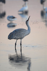 Sandhill crane