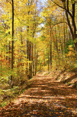 Obraz premium Hiking path and forest bursting with colors during fall