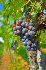 Beautiful Red Wine Grapes on the Branch