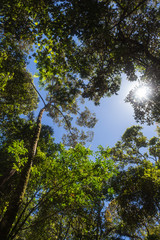the sun breaks through the branches in the jungle