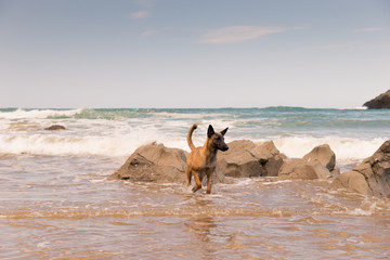 Belgian Malinois dog in the beach, sunny day