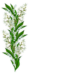 Fototapeta na wymiar flowers campanula isolated on white background