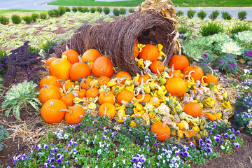 Colors of autumn and Halloween with pumpkins. Basket with the harvest of pumpkins on the flower bed.