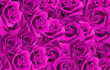 rose isolated on background.