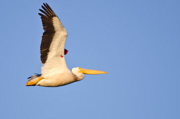 Fototapeta na wymiar American White Pelican Showing Its Banding Tag Flying in a Blue Sky