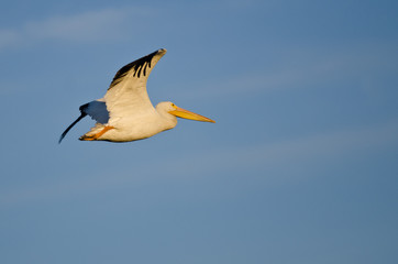 American White Pelican Flying in a Blue Sky