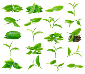 green tea leaf isolated on white background