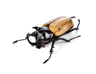 fighting beetle (rhinoceros beetle) isolated on white